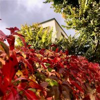 Herbst im Kickerlingsberg